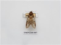 藏品(赭小內斑舟蛾)的圖片